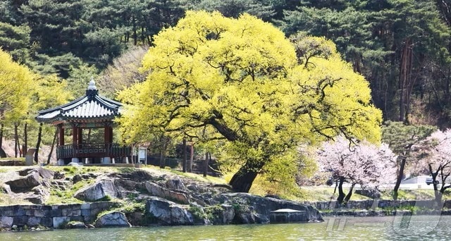 충북 제천시 의림지 ⓒ 뉴스1