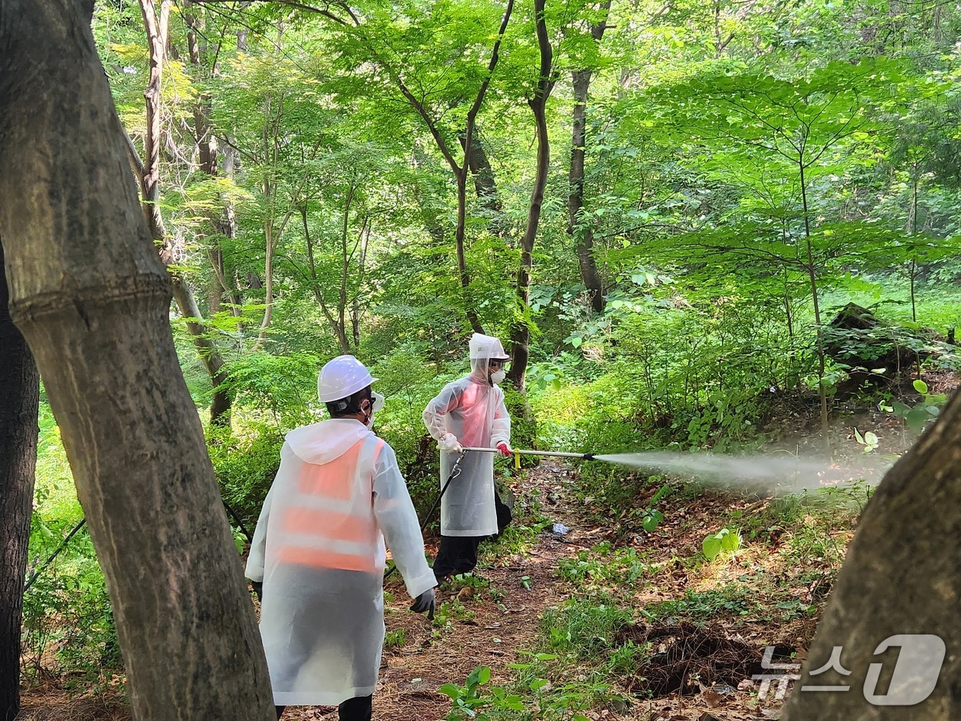 미생물살충제 살포 작업(경기 부천시 제공/뉴스1)