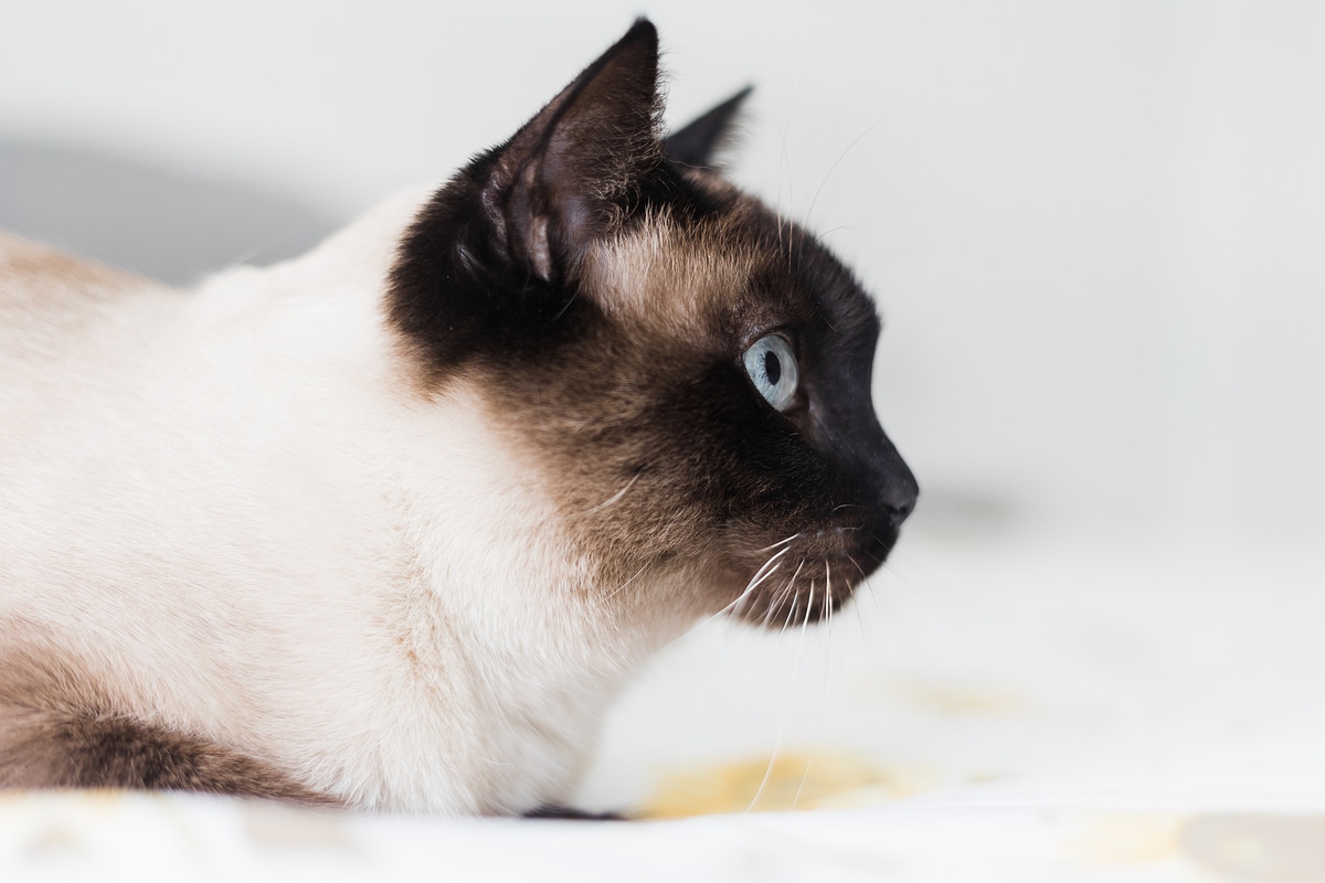 / World Pet Animal Medical Center