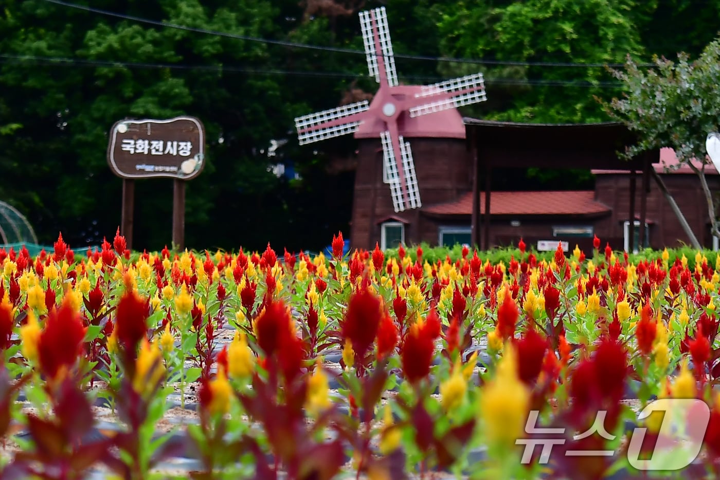 24일 오전 경북 포항시 남구 상대동 뱃머리 국화 밭 한쪽에 촛불(불꽃)맨드라미가 곱게 피었다. 2026.6.24 ⓒ 뉴스1 최창호 기자