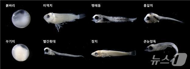 지난해 울릉도·독도 주변 해역에서 새로 발견된 자치어 (수과원 제공. 재판매 및 DB금지)