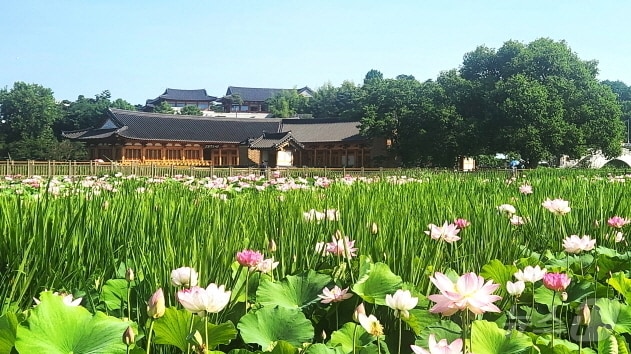 전주 덕진공원에 핀 연꽃. 2026.6.28 ⓒ 뉴스1 임충식 기자
