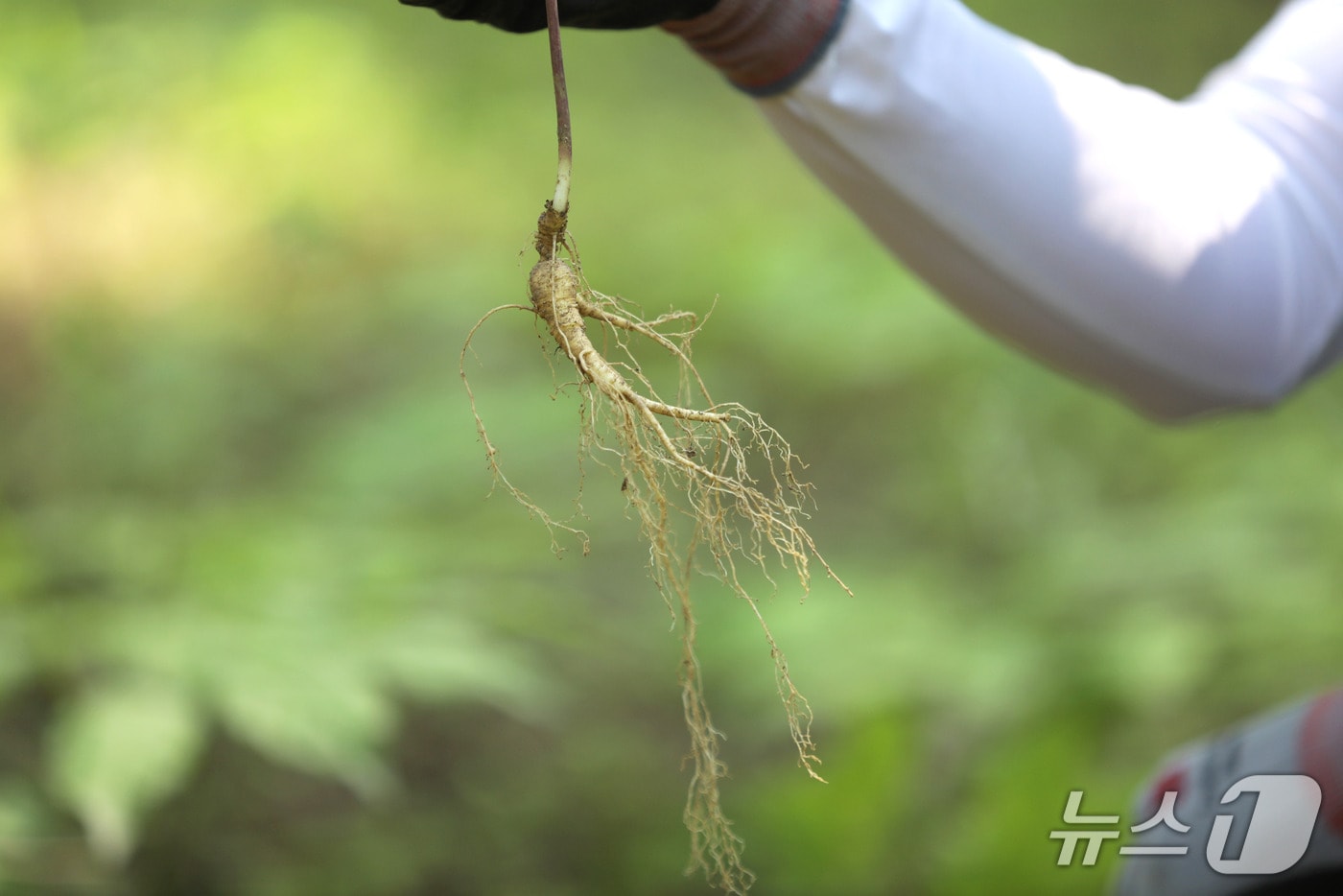 국립산림과학원, 산양삼 면역증진 특허기술 경희대에 이전 - 뉴스 썸네일 이미지