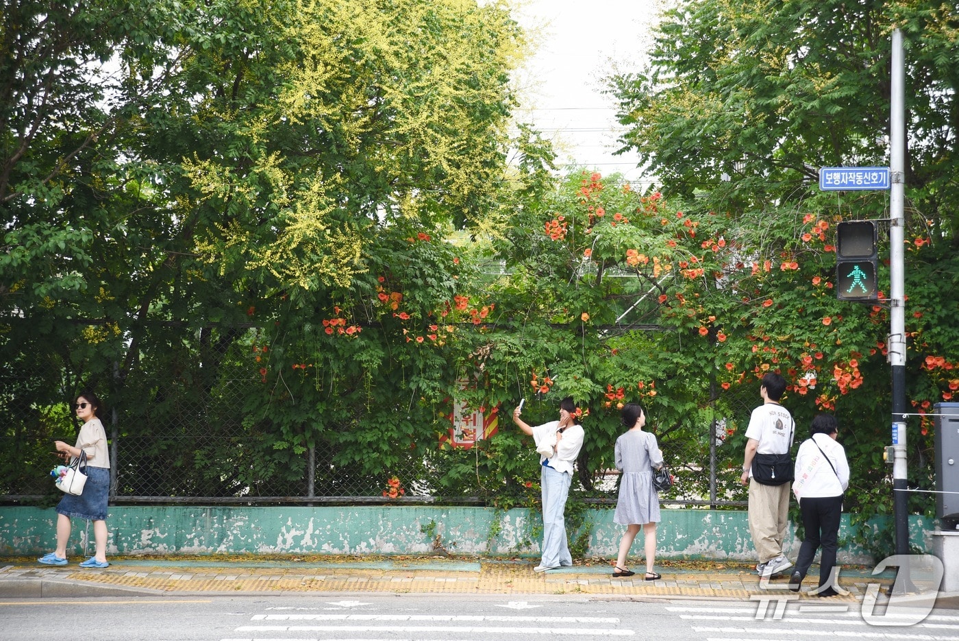 대구 수성구 고모역 일대에 능소화가 피어 있다.(대구 수성문화재단 제공. 재판매 및 DB금지)