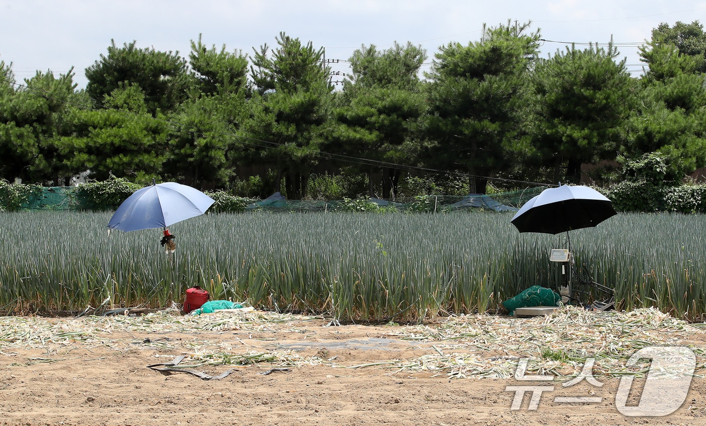 경북 경산과 포항에 사상 첫 '폭염중대경보'가 발령된 12일 오후 뙤약볕에 내리쬐는 경산시 한 파밭에 대파 수확이 중단돼 파라솔만 덩그러니 놓여 있다. 2026.7.12 ⓒ 뉴스1 공정식 기자