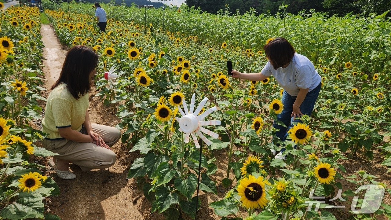 금산군 금성면 파초리 해바라기꽃. (금산군 제공. 재판매 및 DB 금지)
