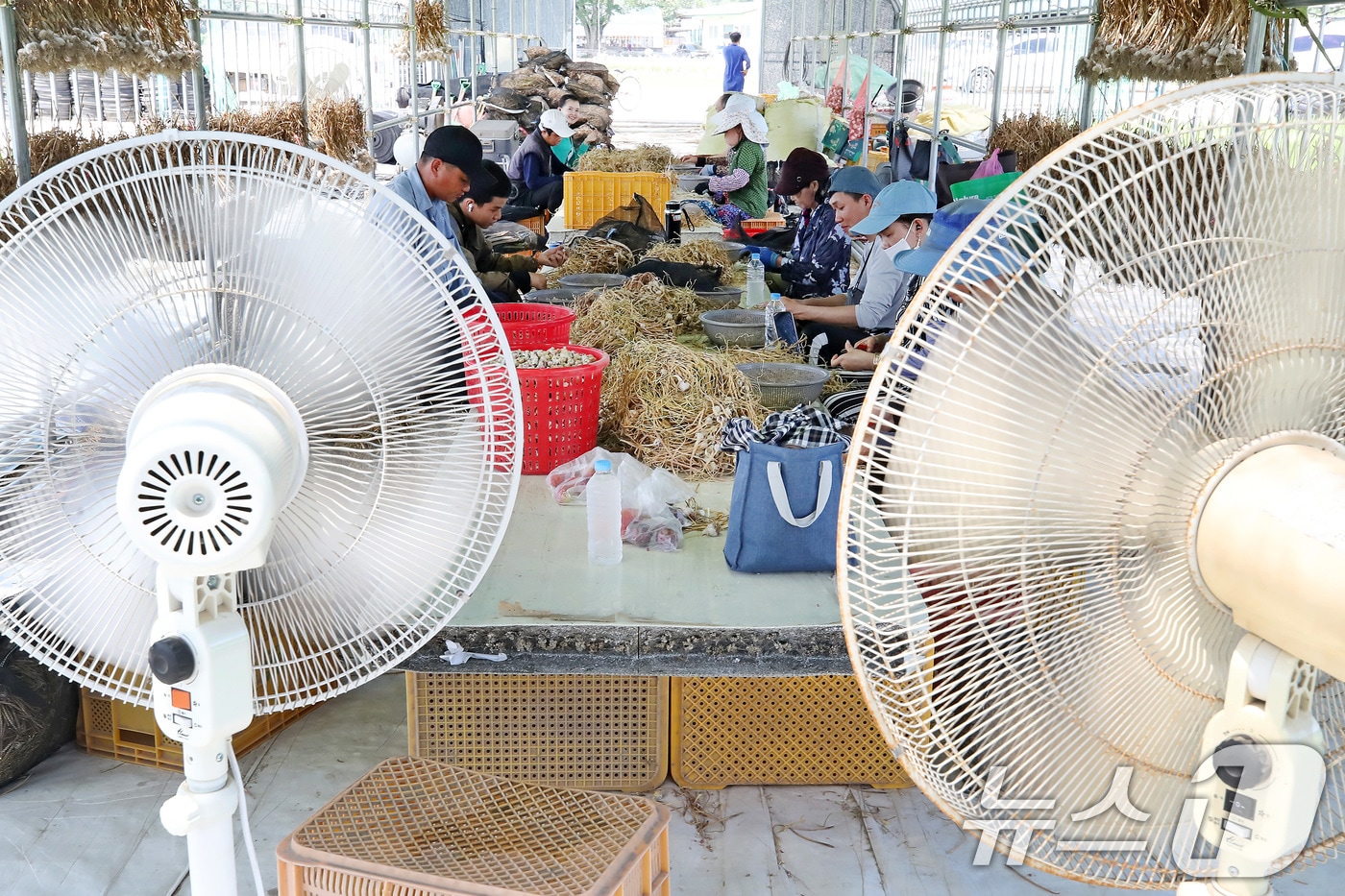 15일 경북 경산과 경주 감포 낮 최고기온이 37.9도를 기록하는 등 찜통더위가 계속됐다. 의성군 단촌면 마늘 재배 농가에서 결혼이주여성과 외국인 계절근로자들이 선풍기를 틀어 놓은 채 마늘종에 달린 '주아'를 손질하고 있다. 2026.7.15 ⓒ 뉴스1 공정식 기자