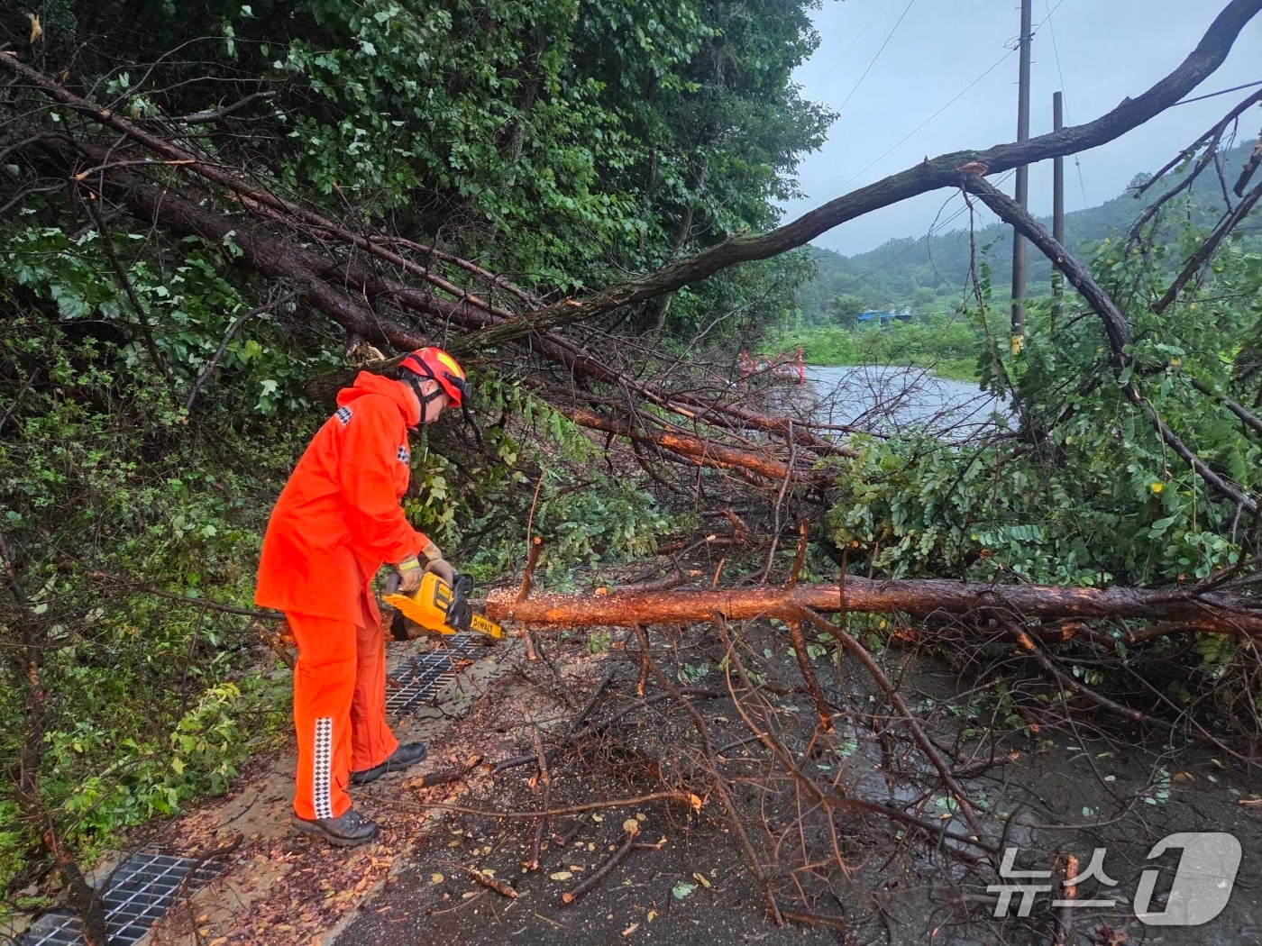 18일 오전 5시 51분쯤 춘천시 신동면 증리 나무 전도 현장.(강원도소방본부 제공, 재판매 및 DB 금지) 2026.7.18/뉴스1