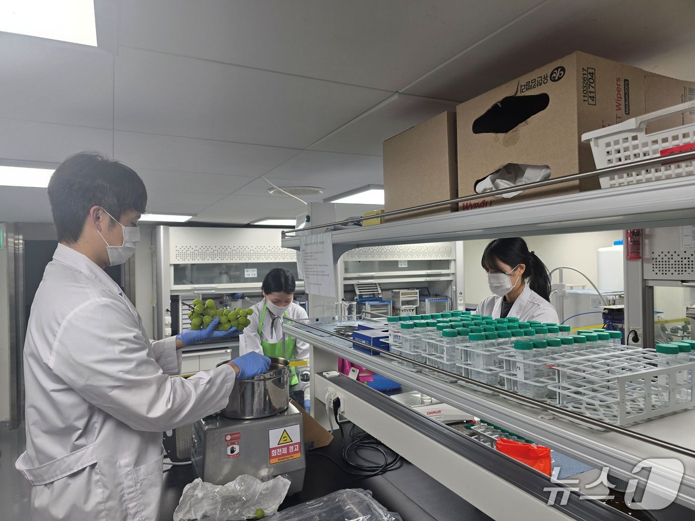 광주보건환경연구원이 농산물에 대한 잔류농약 초과 검사를 시행하고 있다.(사진=전남광주통합특별시 제공. 재판매 및 DB 금지)