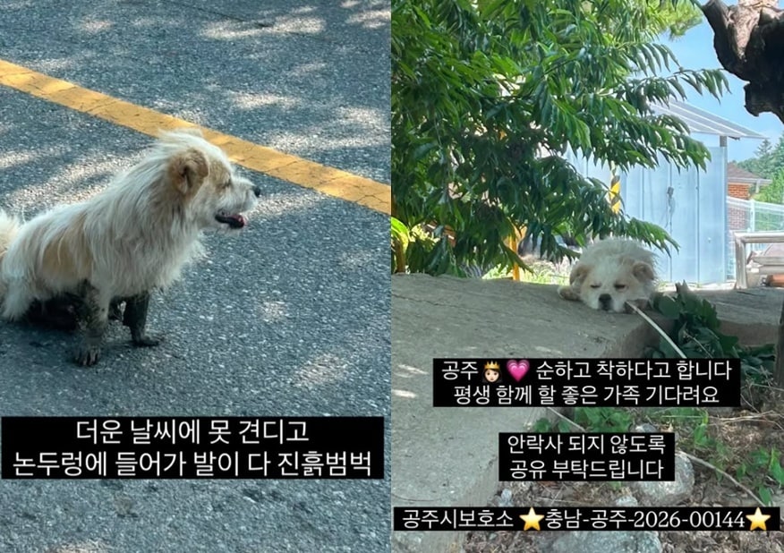 인스타그램 '럭키러버' 갈무리