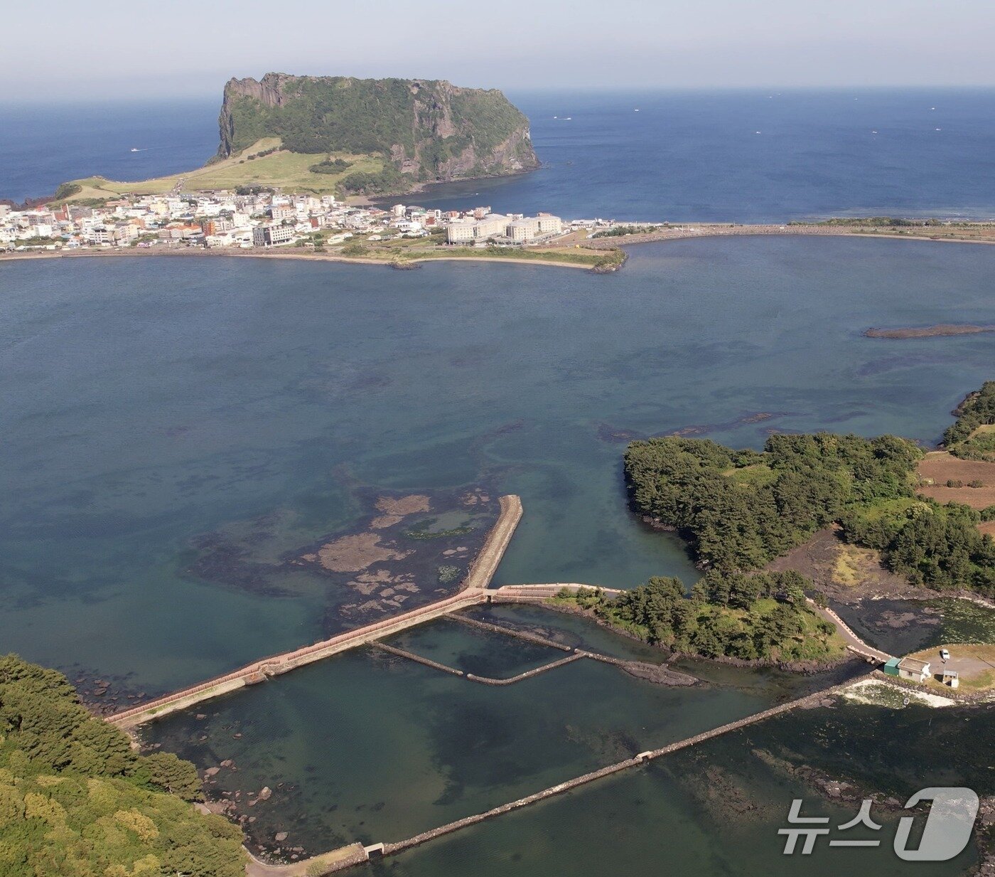 제주도 서귀포 성산읍 오조리 인근 바닷가(아래쪽 숲)에 황근이 자생하고 있다. ⓒ 뉴스1 황덕현 기자