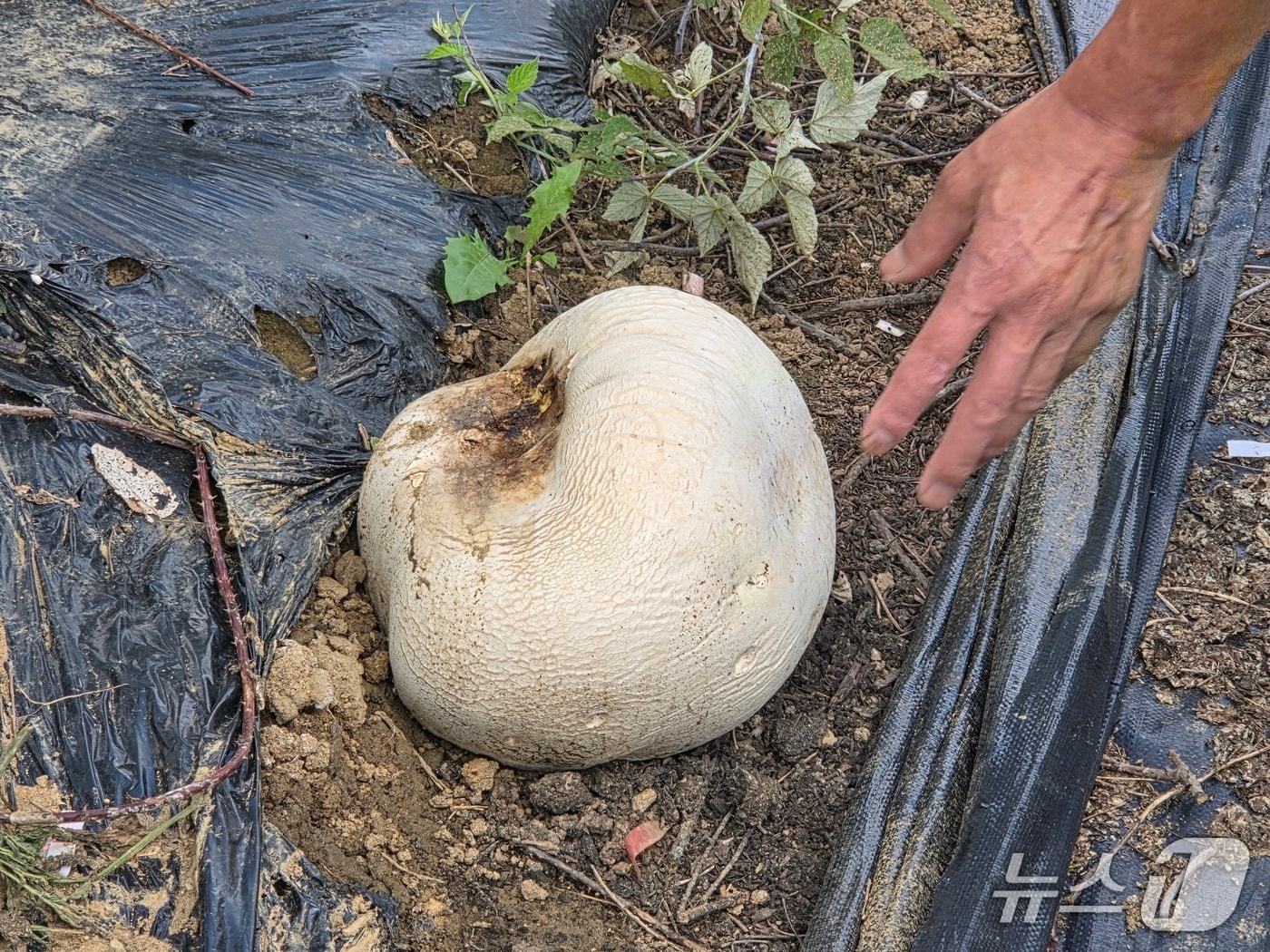 전북 남원시 산내면 입석마을 주지환 이장의 복분자 농장에서 발견된 댕구알 버섯 .(남원시 제공. 재판매 및 DB금지)/뉴스1