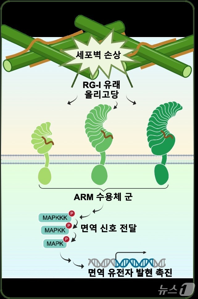 식물은 어떻게 위험 인식하나...세포벽 손상 감지체 첫 규명 - 뉴스 썸네일 이미지