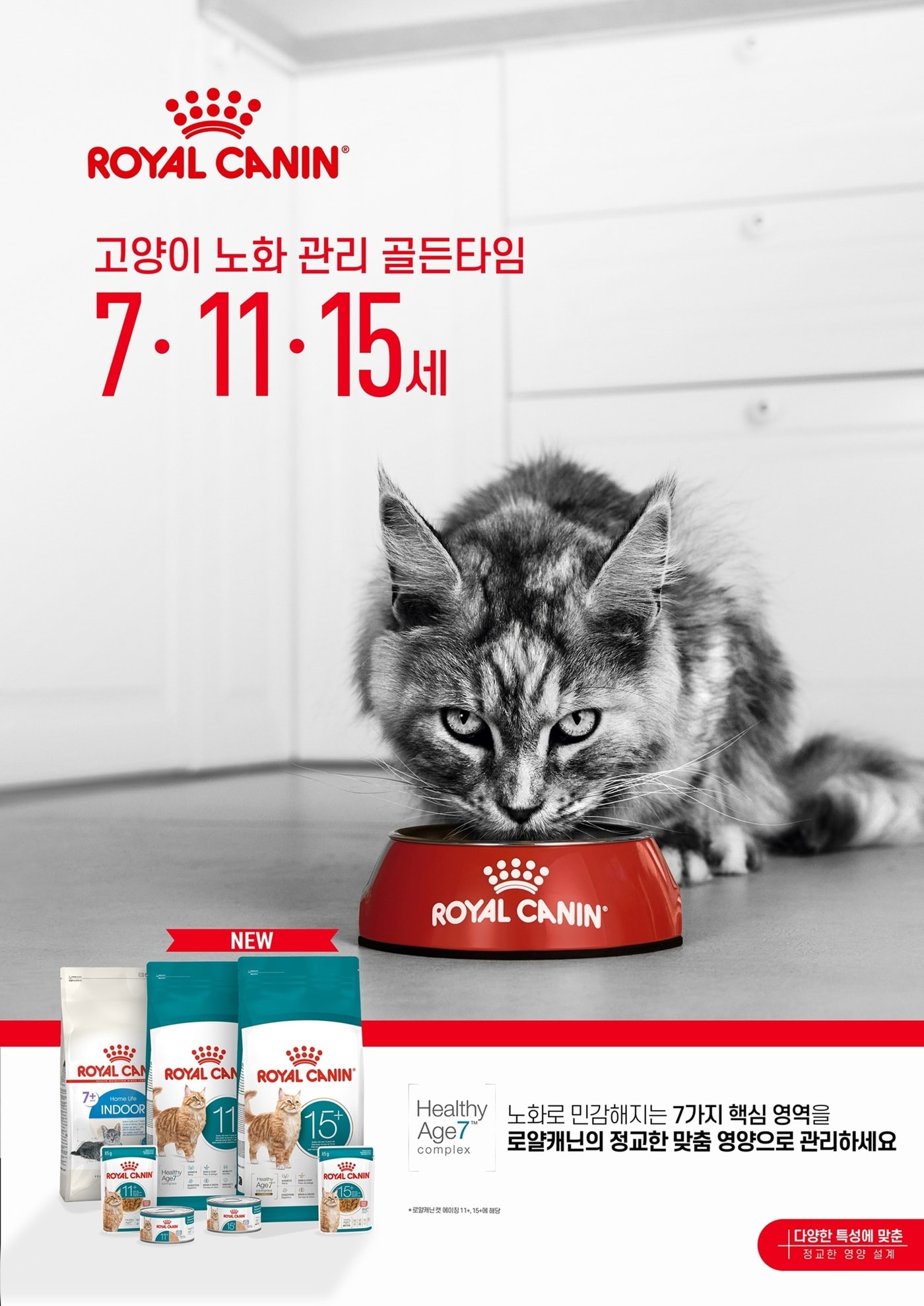 "고양이 노화, 골든타임 7·11·15세"…로얄캐닌 '에이징 캠페인'