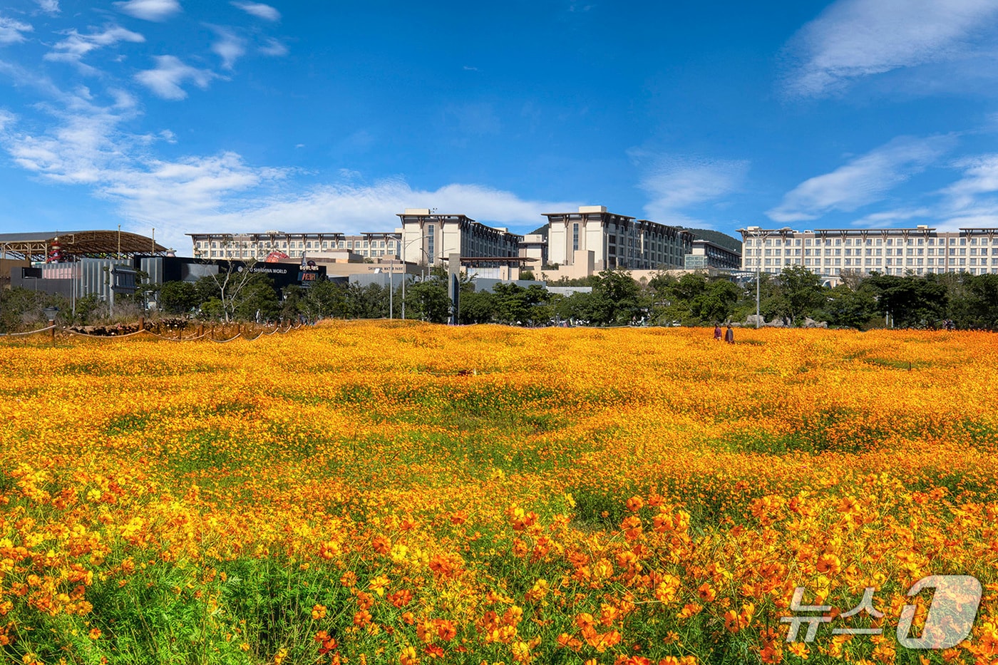 제주신화월드 신화가든의 황화 코스모스.(제주신화월드 제공. 재판매 및 DB 금지)