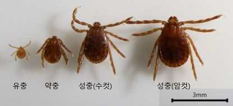 작은소참진드기.