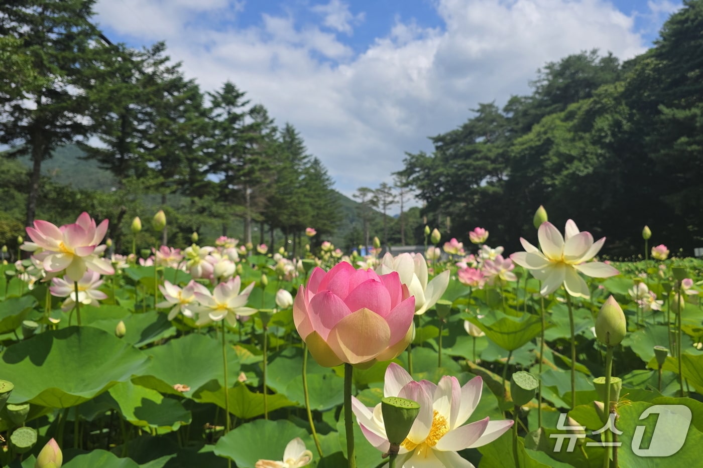 충북 보은군 속리산 입구의 연꽃단지내 연이 꽃망울을 터뜨렸다.(보은군 제공. 재판매 및 DB금지)/뉴스1