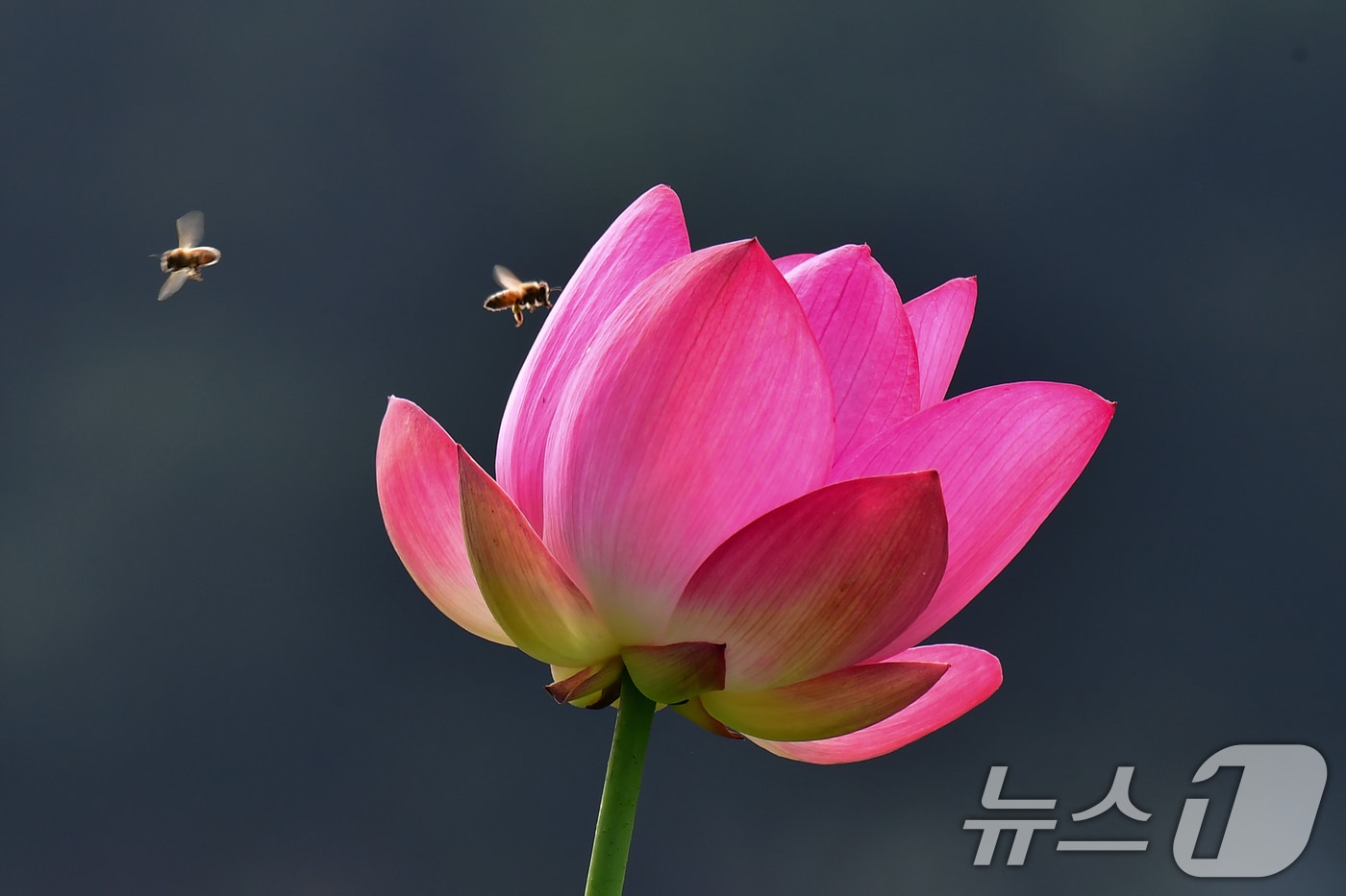 3일 경북 경주시 동궁과 월지 연꽃밭에서 꿀벌들이 홍련으로 날아들고 있다. 2026.7.3 ⓒ 뉴스1 최창호 기자