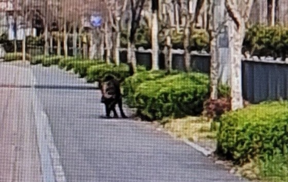지난 4월 세종시 집현동 수루배마을 6단지 출몰한 멧돼지.(세종시 제공. 재판매 및 DB 금지))