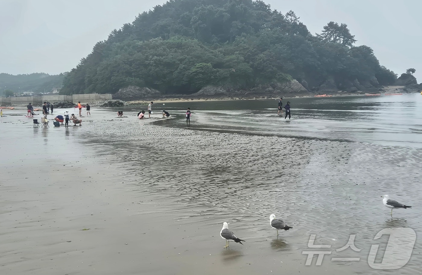 4일 전북 부안군 변산해수욕장에서 갈매기들과 피서객들이 어우러져 여유로운 시간을 보내고 있다. 2026.7.4 ⓒ 뉴스1 강교현 기자