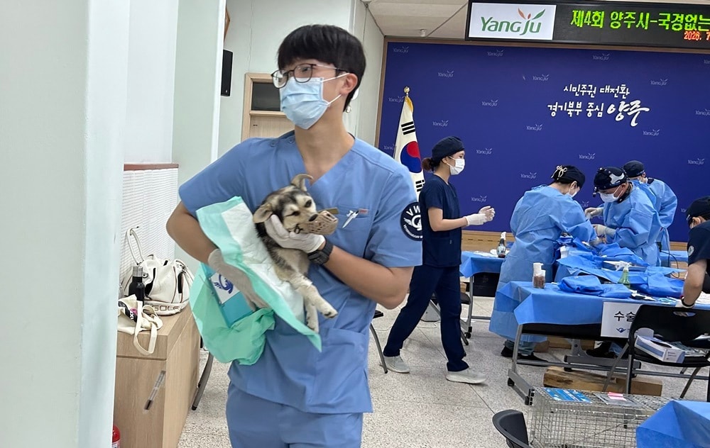 양주시·국경없는수의사회, 45마리 중성화...동물복지 협력 4년째 - 뉴스 썸네일 이미지