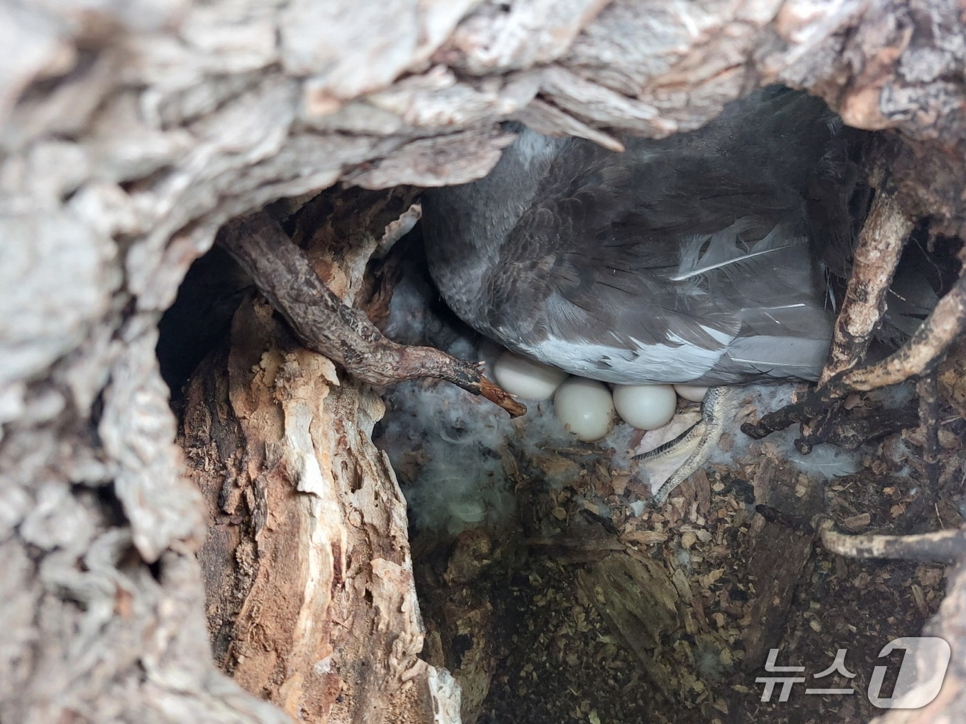 대구 수성구 수성못 둥지섬 나무 구멍에 사향오리로 추정되는 조류가 알을 품고 있다.(대구 수성구 제공. 재판매 및 DB금지)