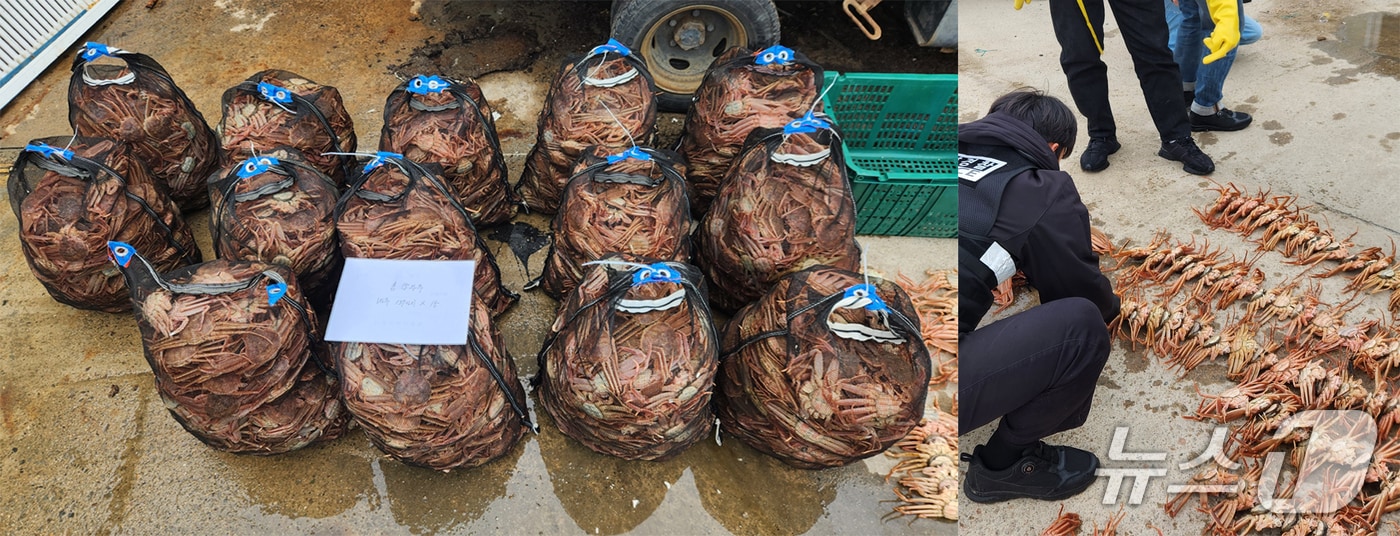 6일 경북 포항해양경찰서는 연중 포획이 금지된 대게암컷(일명 빵게) 4572마리를 포획한 선장 등 4명을 검거해 이중 2명을 혐의(수산자원관리법)로 구속했다. (
