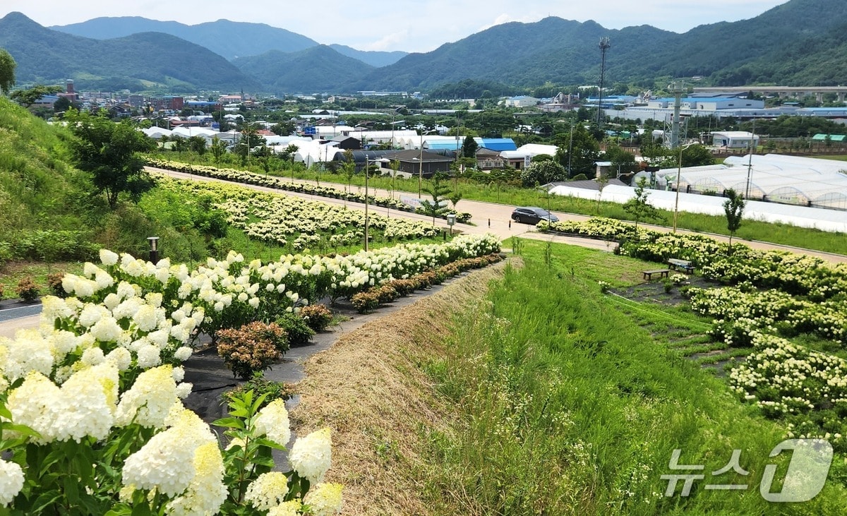 충북 옥천군 이원면 묘목공원에 수국이 활짝 펴 한여름의 정취를 더하고 있다.(옥천군 제공. 재판매 및 DB금지)/뉴스1