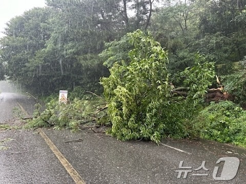 도로에 나무가 쓰러져 있다.(사진은 기사 내용과 무관함) / 뉴스1 ⓒ News1