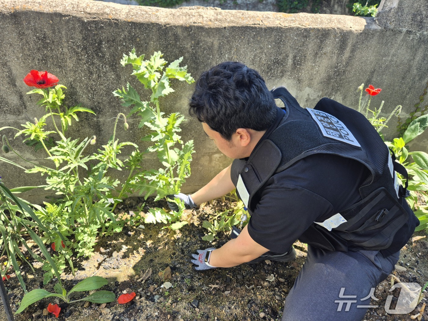 해경이 양귀비 밀경작 현장을 적발하는 모습 (해경 제공. 재판매 및 DB금지)