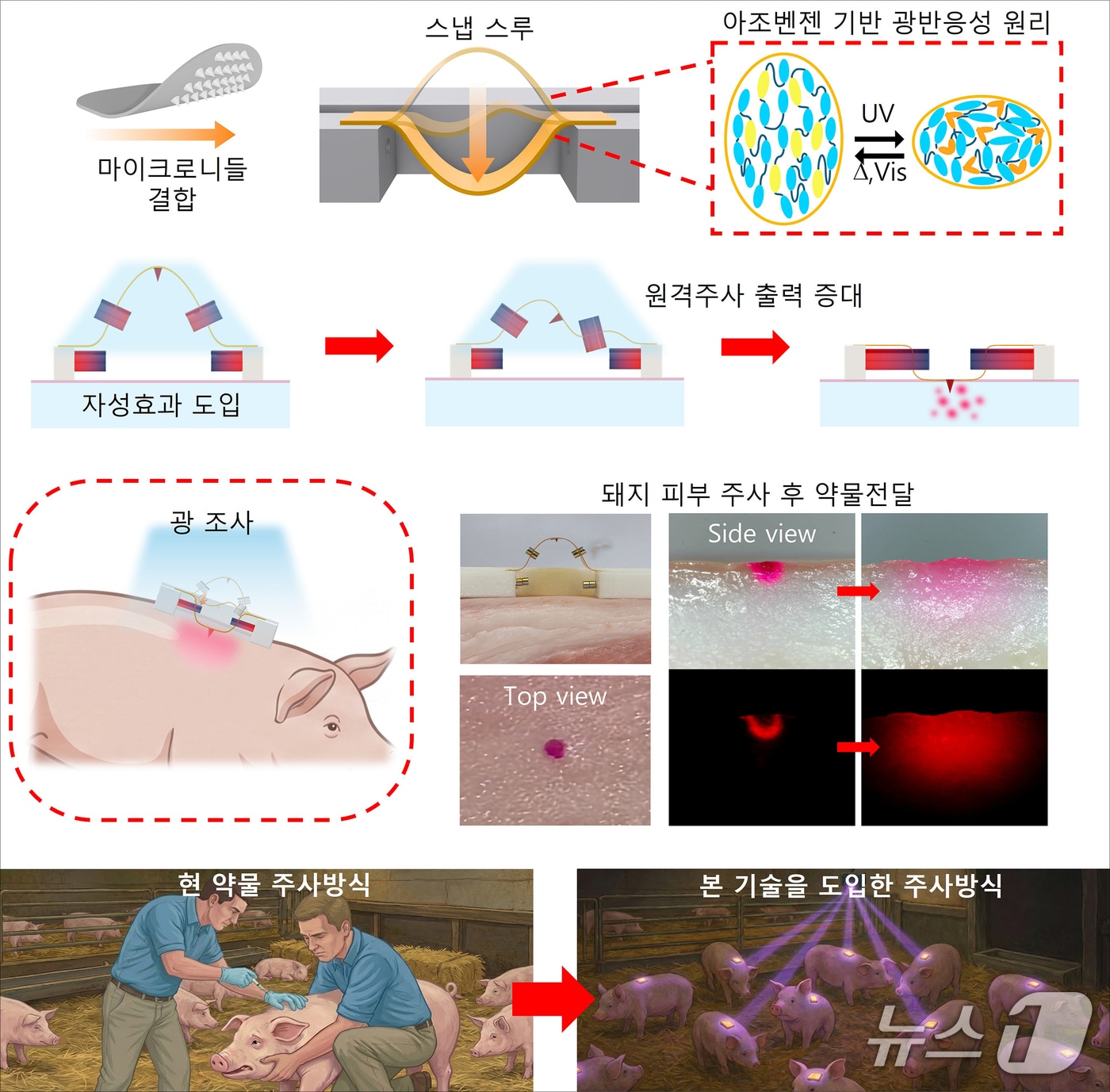 연구 이미지. (국립부경대 제공. 재판매 및 DB 금지)