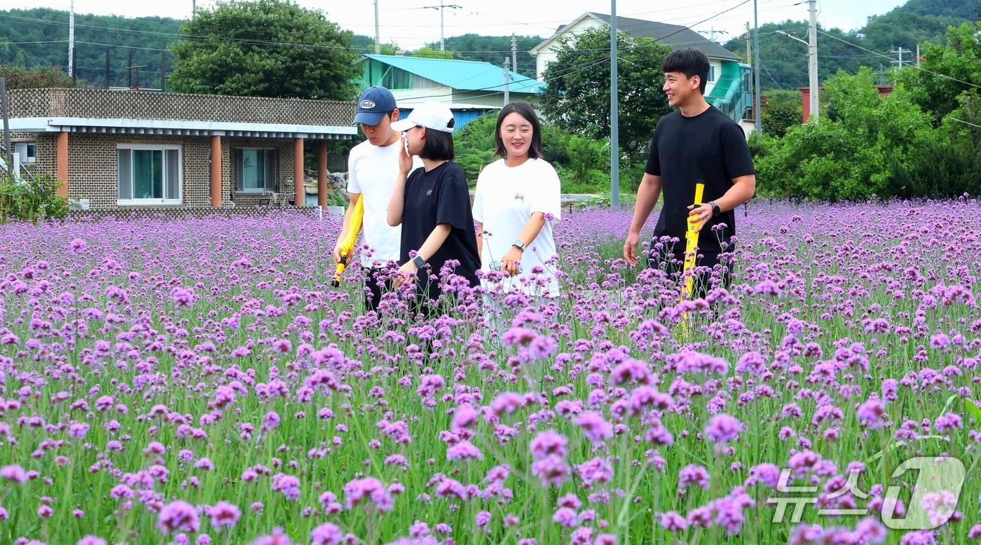 인제군 서화면 천도리 일대에 들어선 보랏빛 마편초 꽃길.(인제군 제공. 재판매 및 DB금지)/뉴스1