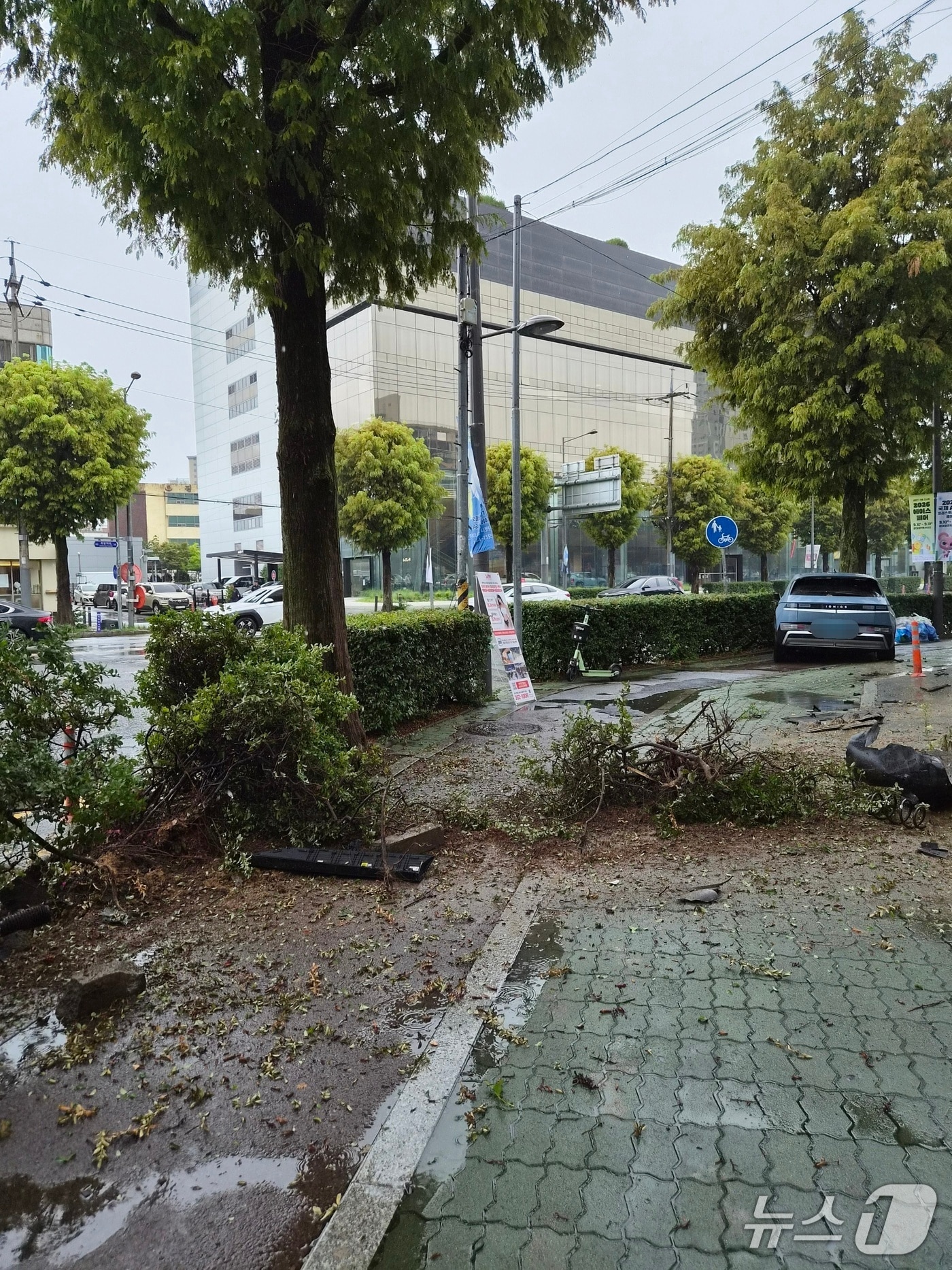 19일 오전 10시 27분쯤 전남광주 서구 농성동에서 SUV가 인도로 올라타 가로수가 쓰러진 모습.(독자 제공. 재판매 및 DB 금지)