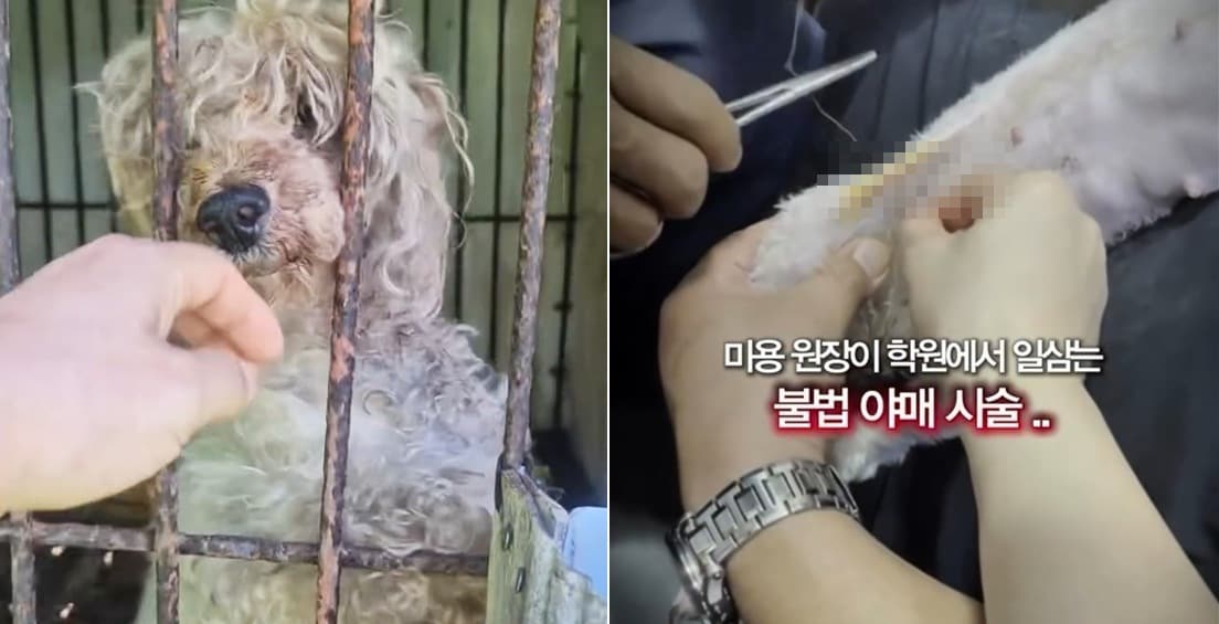 뉴스1 미용 실습견 구조 기사 대표 이미지