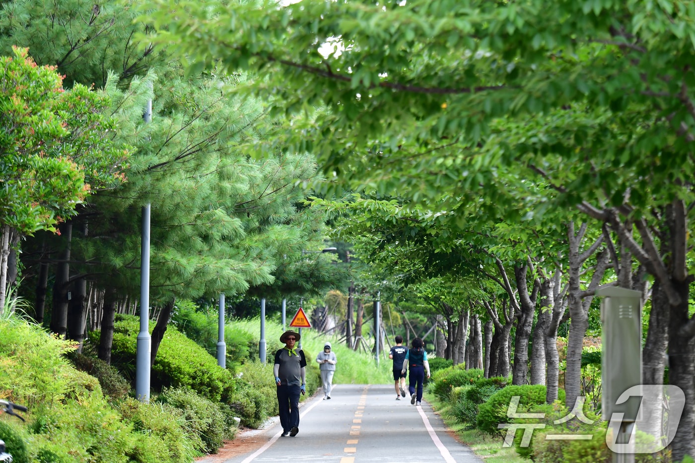 20일 오전 경북 포항시 남구 대잠동 철길숲에서 산책 나온 시민들이 우거진 나무 아래를 걷고 있다. 2026.8.20 ⓒ 뉴스1 최창호 기자