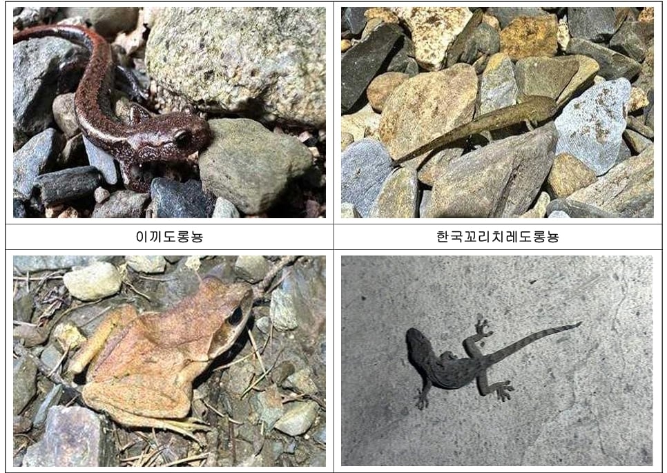 대둔산도립공원 충남권역에서 발견된 동·식물 모습.(충남도 제공. 재판매 및 DB금지)/뉴스1