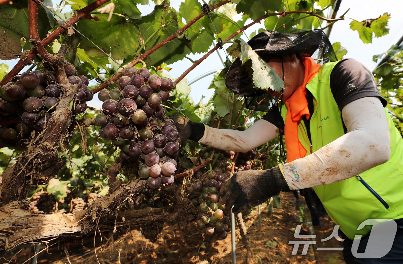 경남농협 임직원들이 21일 폭우 피해를 입은 경남 거제시 둔덕면 산방리의 한 포도 농가를 찾아 일손을 거들고 있다. 2026.8.21 ⓒ 뉴스1 윤일지 기자