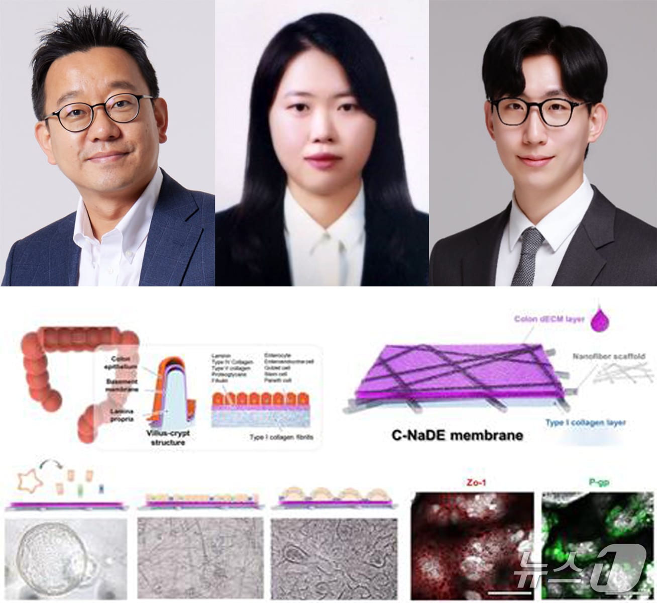 김동성 포스텍 기계공학과 융합대학원 교수팀이 실제 장 조직의 생화화적 성분과 부드러운 물리적 특성을 동시에 구현한 세포 배양막을 개발했다. 왼쪽부터 김 교수, 김현지 기계공학과 박사, 윤재승 차의과대학 의학전문대학원 교수.(포스텍 제공, 재판매 및 DB금지) 2026.8.24/뉴스1
