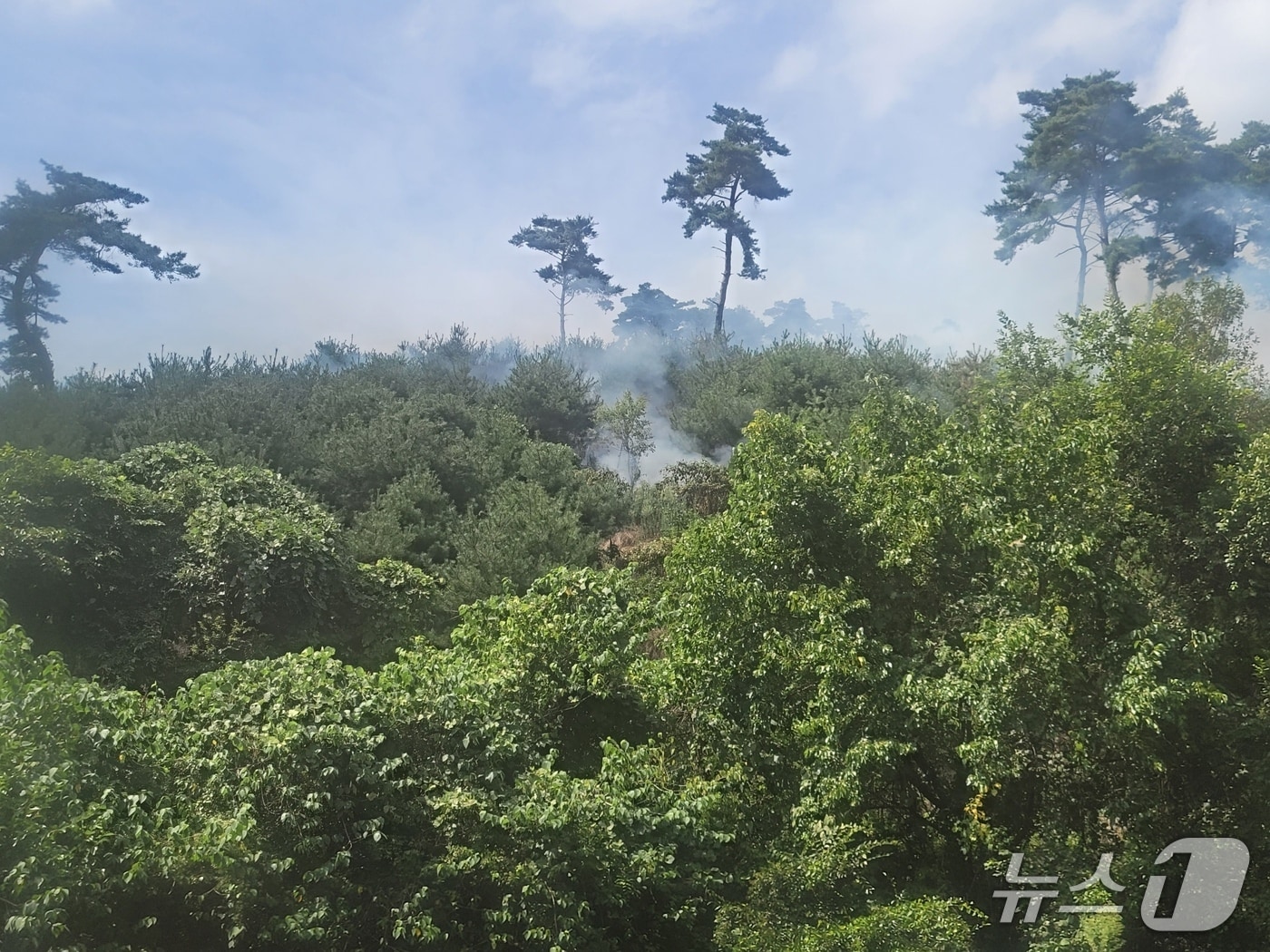 산불 현장 모습.(산림청 제공. 재판매 및 DB 금지)