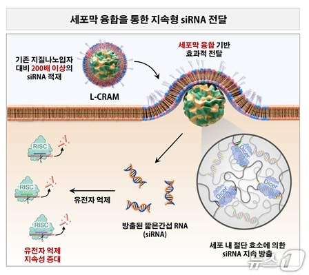 국내 연구진, 약효 4주 지속하는 RNA 전달 기술 개발