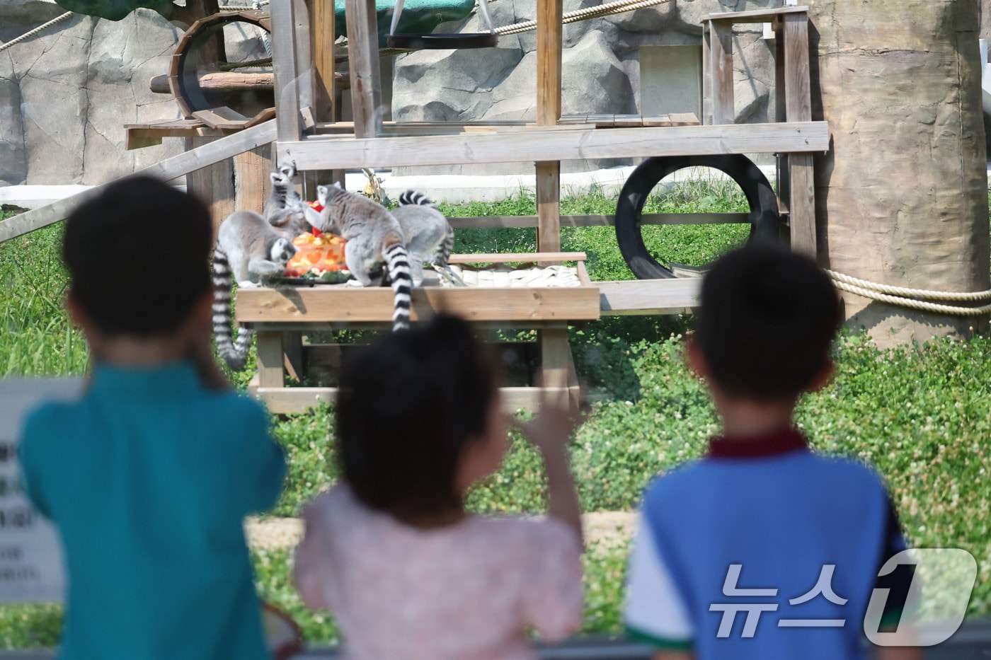최고기온이 36.2도까지 오른 4일 전남광주 북구 우치동물원에서 알락꼬리여우원숭이가 여름특식인 시원한 과일을 가족들과 나눠먹는 모습을 아이들이 지켜보고 있다. 2026.8.4 ⓒ 뉴스1 박지현 기자