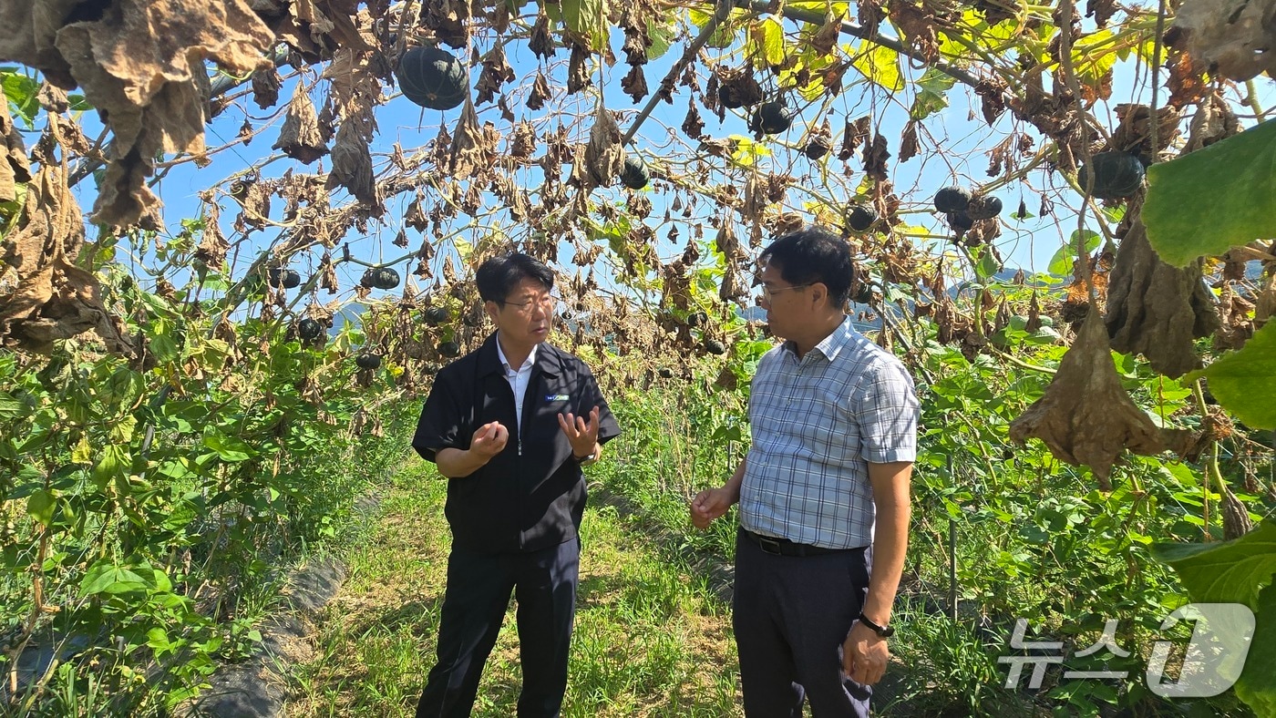 강원농협은 4일 춘천 관내 농업현장을 찾아 폭염대응 현장경영을 실시했다.(농협 강원본부 제공. 재판매 및 DB금지)/뉴스1