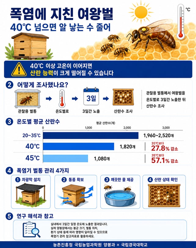 여름철 고온기 여왕벌 산란 수 영향 연구 인포그래픽(농촌진흥청 제공. 재판매 및 DB금지) 2026.8.4 /뉴스1