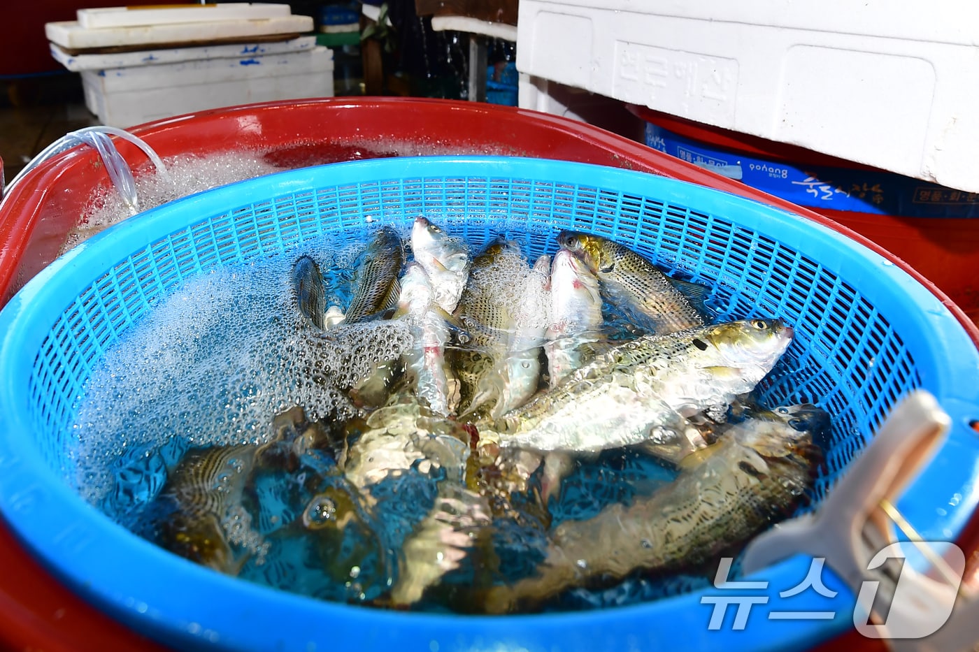 1일 오전 경북 포항시 북구 죽도어시장 좌판대에 가을 대표 생선인 전어가 바구니에 담겨 있다. 2026.9.1 ⓒ 뉴스1 최창호 기자