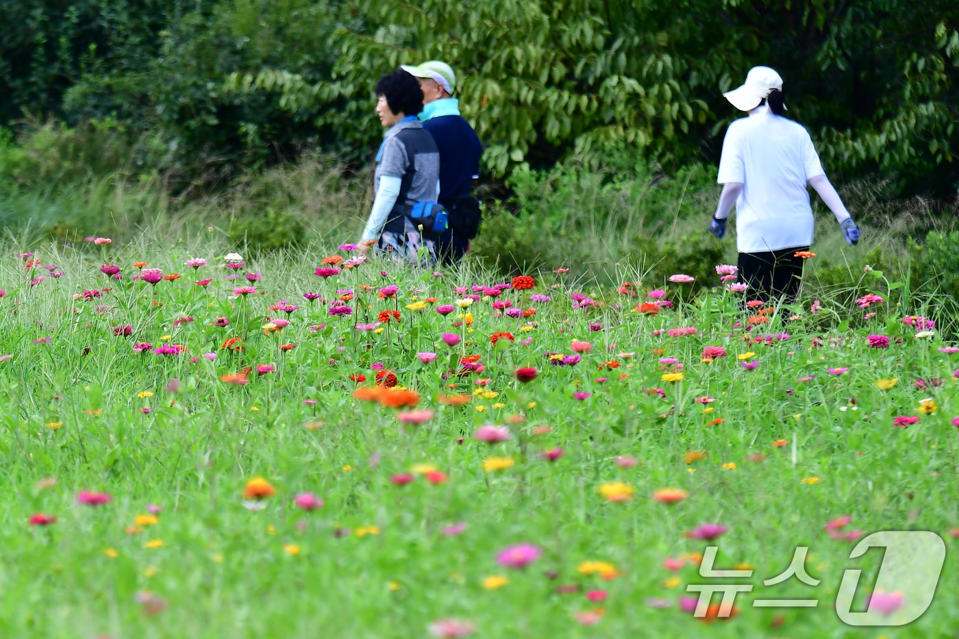 지난 1일 오후 경북 포항시 남구 인덕산 자연마당에서 시민들이 활짝 핀 꽃을 구경하며 걸어가고 있다. 2026.9.1 ⓒ 뉴스1 최창호 기자