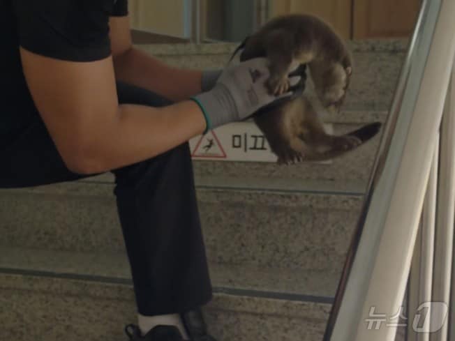1일 전남광주 해남군 한 사회복지법인 내에서 천연기념물 제330호이자 멸종위기 1급인 수달이 발견돼 소방당국이 포획 중이다.(독자제공. 재배포 및 DB 금지)