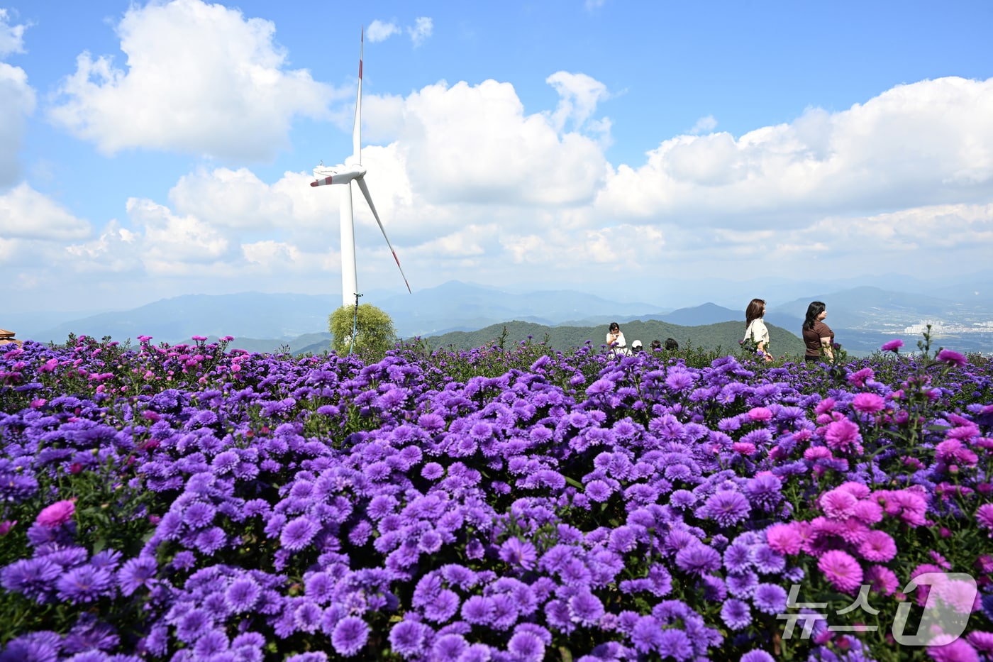 16일 경남 거창군 감악산 '별바람언덕'에 파란 가을 하늘 아래 보랏빛 아스타 꽃이 활짝 피어있다. (거창군 제공, 재판매 및 DB 금지)