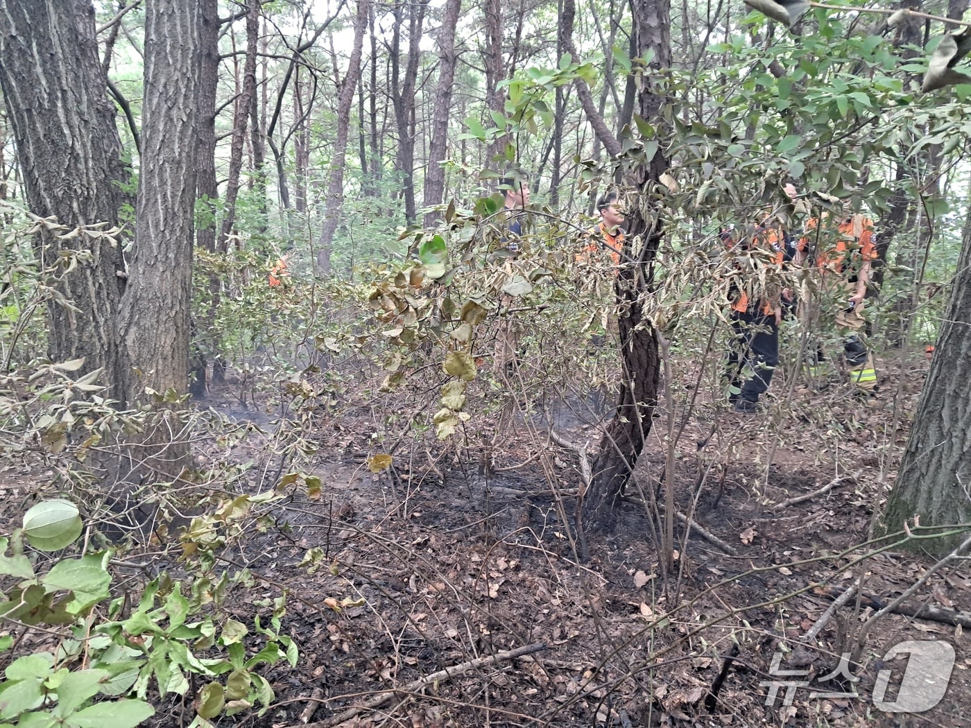 17일 오전 울산 울주군 웅촌면 대복리 한 야산에서 불이 났다. (울산소방본부 제공. 재판매 및 DB 금지)/뉴스1