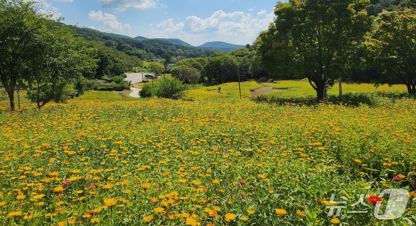 청주 상당산성 백일홍·코스모스 길.(청주시 제공. 재판매 및 DB금지) 2026.9.18/뉴스1