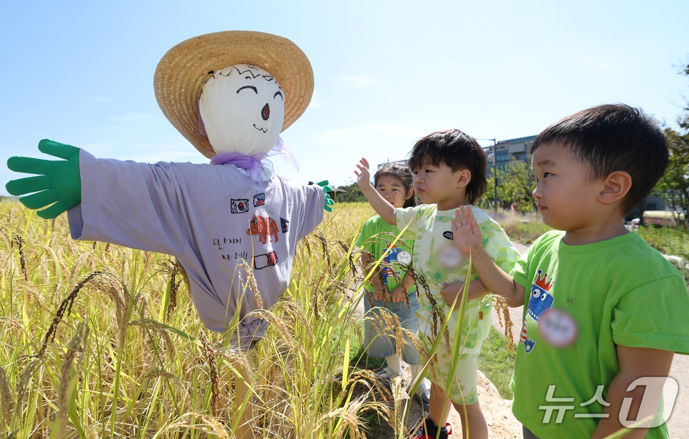 절기상 추분을 하루 앞둔 22일 경기 수원시 권선구 국립농업박물관 다랑이논에 허수아비가 세워져 있다. 2026.9.22 ⓒ 뉴스1 김영운 기자